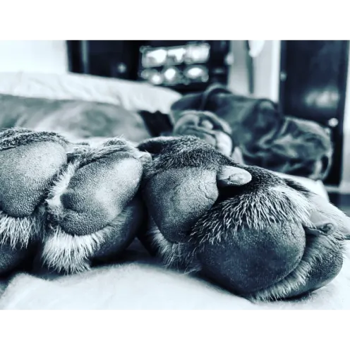 Close Up of Dogs's Paws